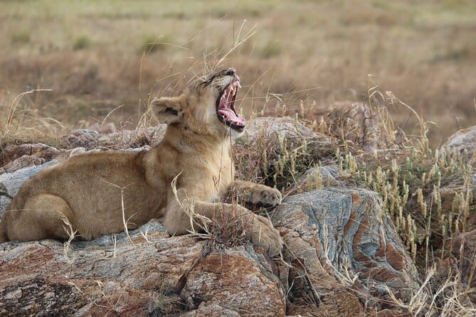 Lion Cub on Safari