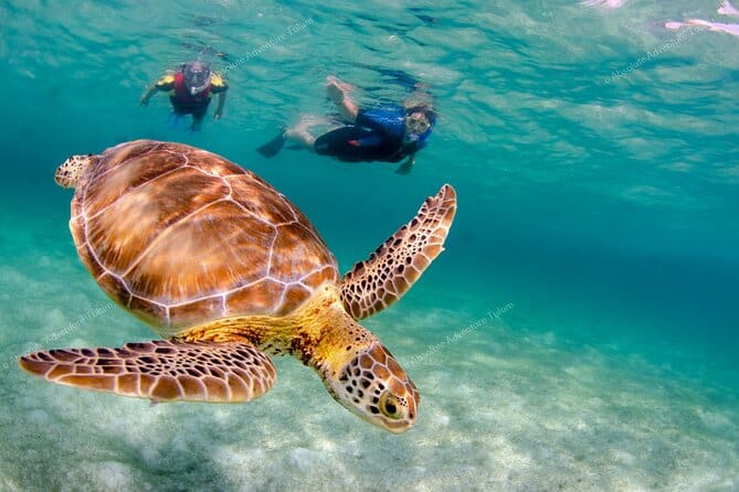 Snorkeling with Sea Turtle