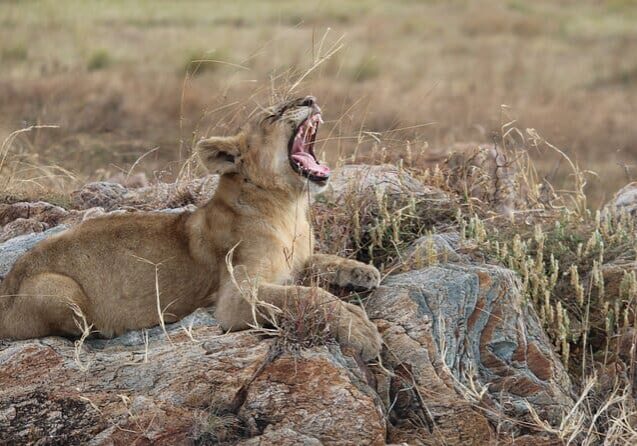 Lion Cub on Safari