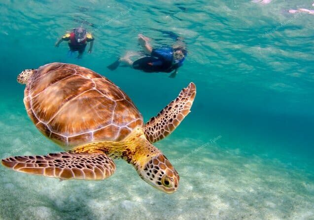 Snorkeling with Sea Turtle